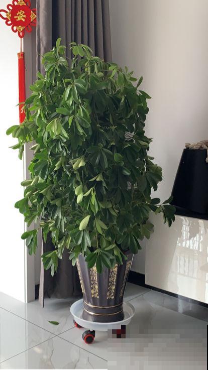 新买回家的花总是蔫叶，记住养花4要点，叶子油亮花开爆