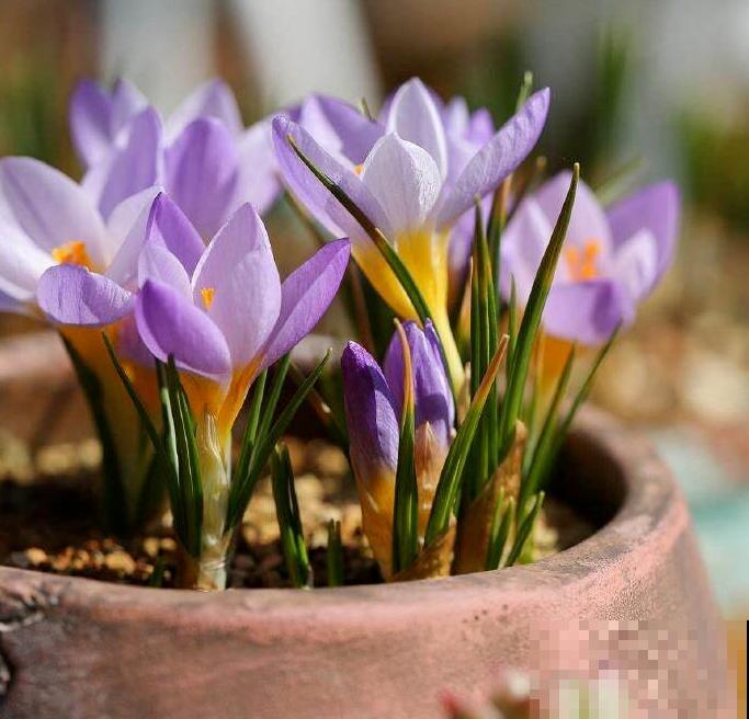 喜欢养花的女人,就养一盆番红花,养人养身心 喜欢养花的女人,就养一盆番红花,养人养身心