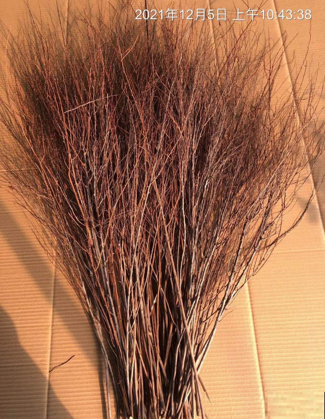 1种花叫“雪柳”，剪几根枝插水里，7天长叶，一个月开花，绝美