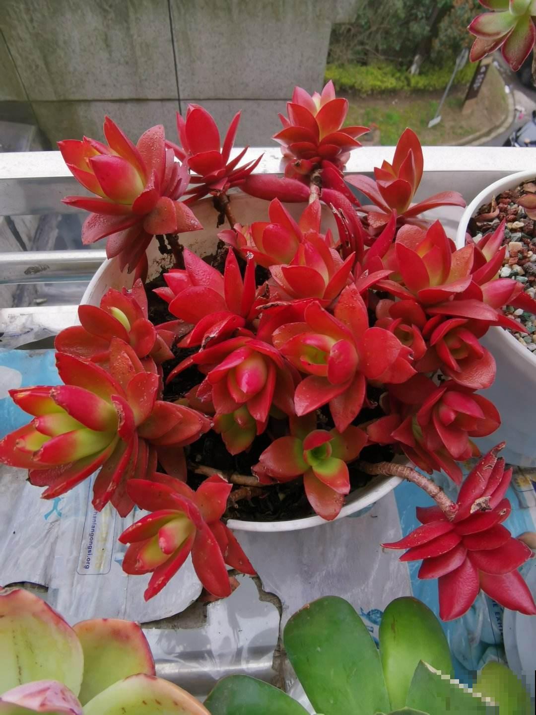 养多肉不上色？问了老花农才知道，记住4个要点很重要