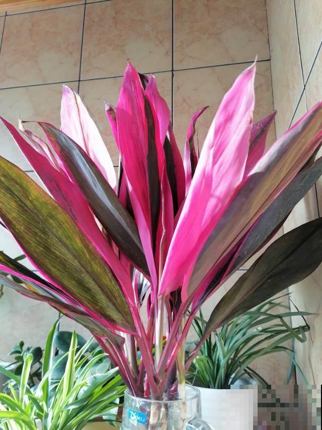 这5种植物叶子，美的像艺术品，最后一个价格比包还贵