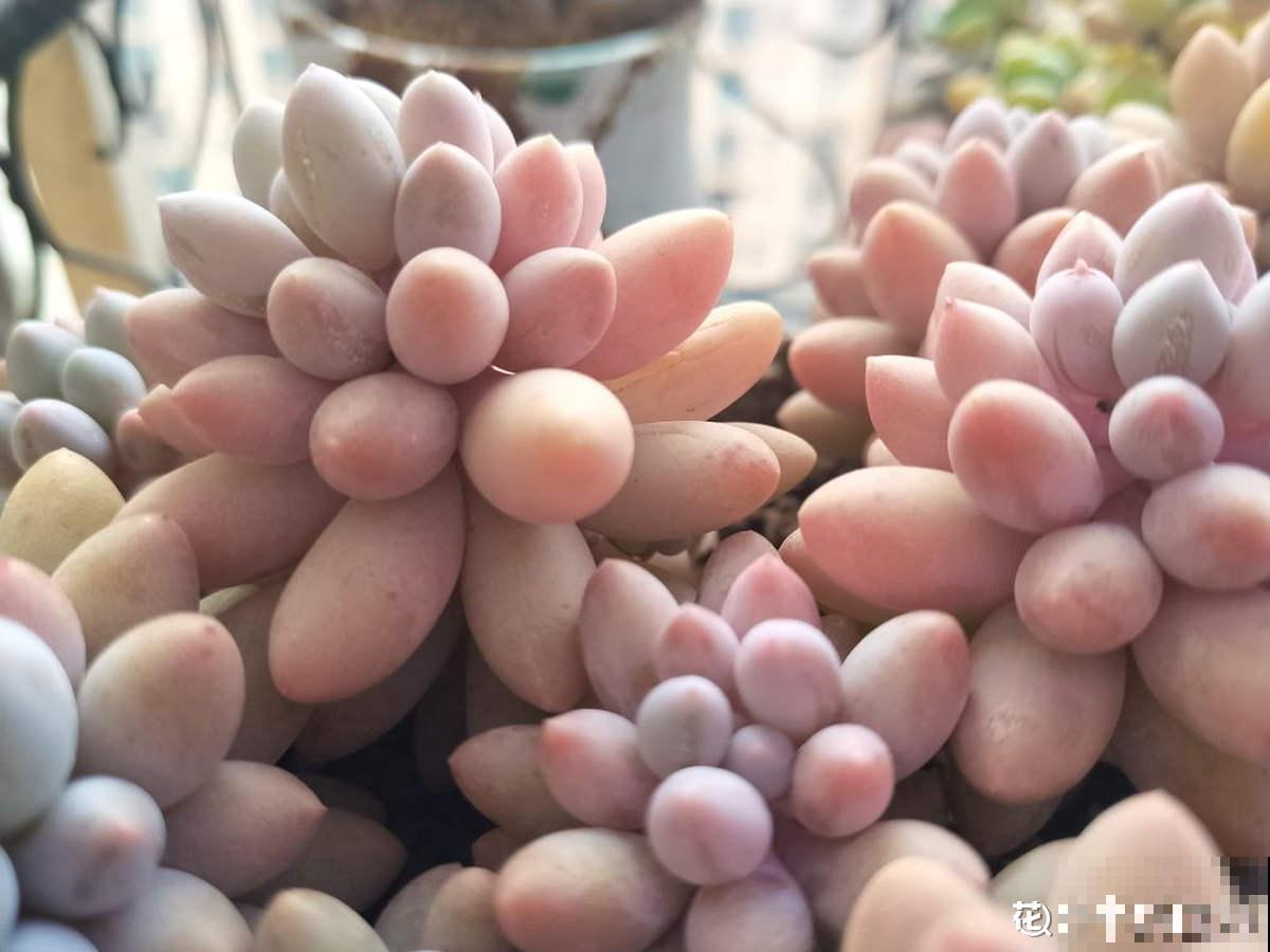 最难养的9种多肉,生病了难“医治”,新手轻易别碰 最难养的9种多肉,生病了难“医治”,新手轻易别碰