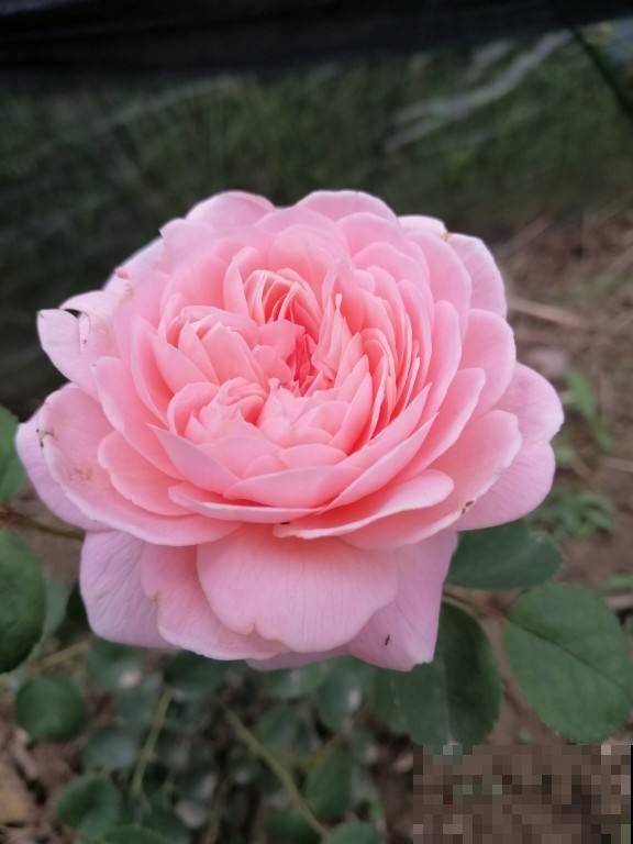 月季中的经典款,种在院子里气场全开,颜值高的不得了 月季中的经典款,种在院子里气场全开,颜值高的不得了