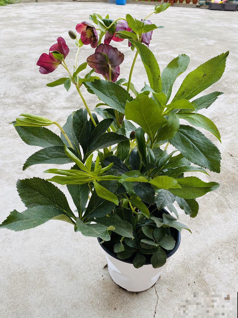 冬日里的耐寒“荷花”，能耐零下15摄氏度，雪地里照样开花不停