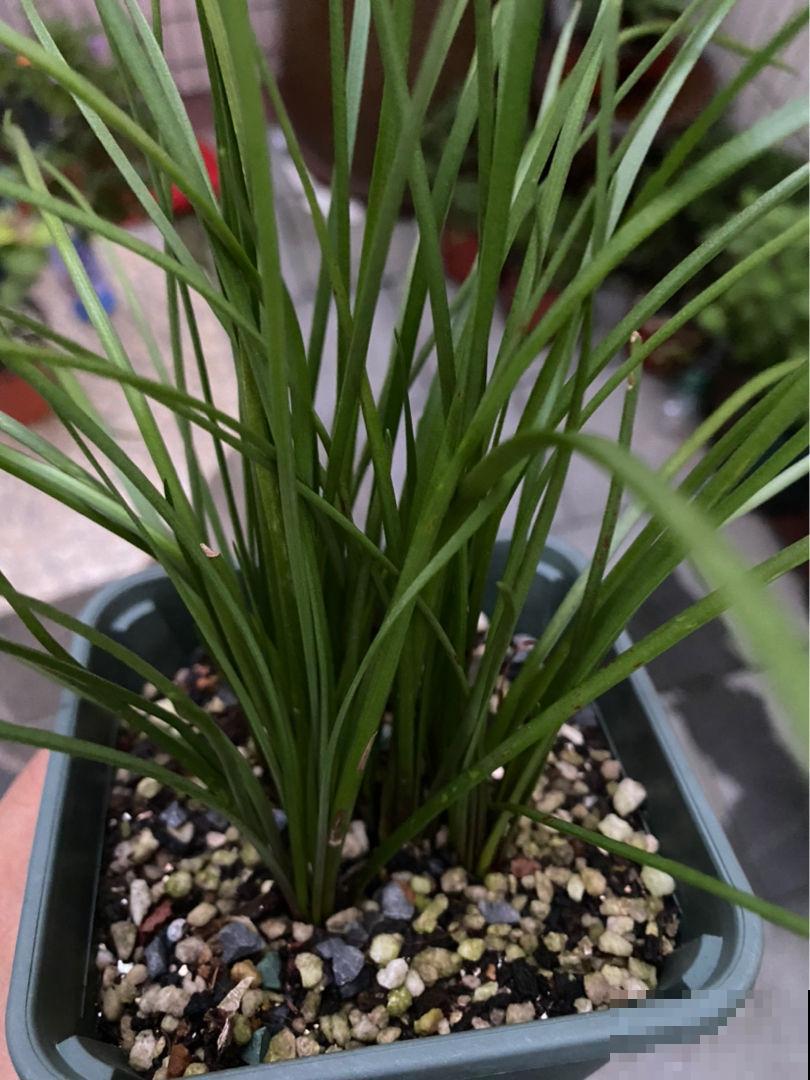 过年包饺子的韭菜，自己种的才香，吃完一茬长一茬