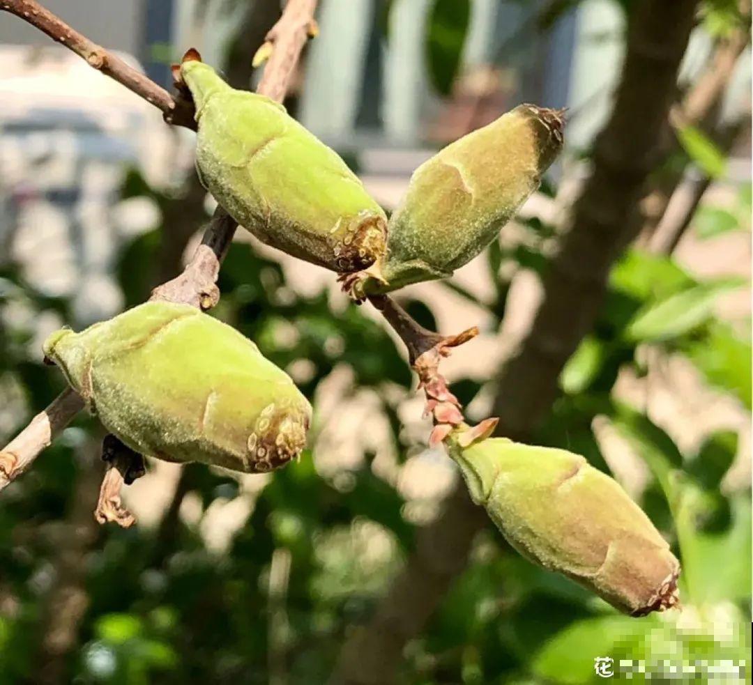 路上看见银杏果,不要捡,小心有毒! 路上看见银杏果,不要捡,小心有毒!