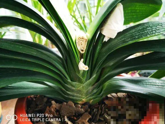 10种花，冬天别喷水，越喷越烂叶，变成光杆特丑