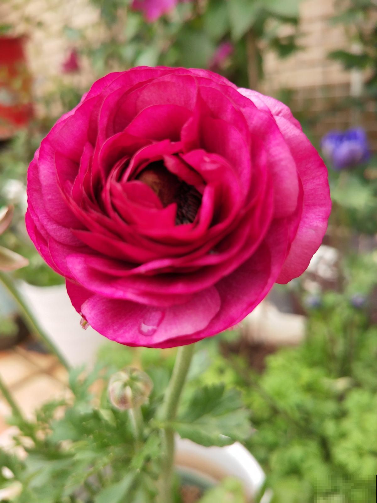 “小爪子”埋土里，做好这2点，开出富贵“小牡丹”