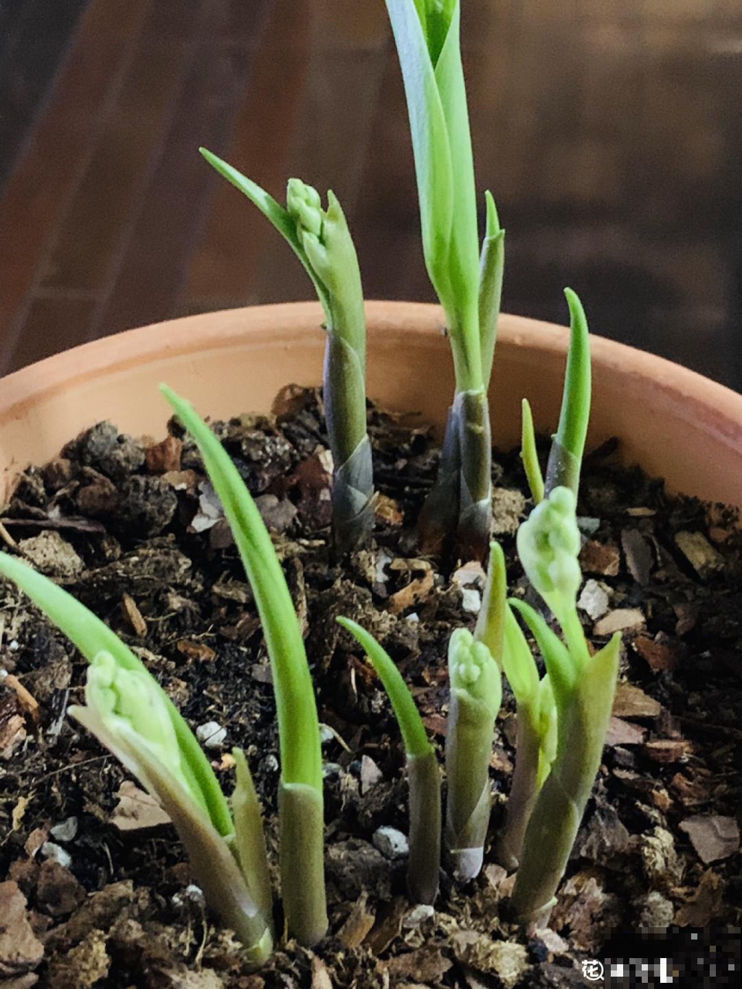 一把块根种土里，满枝条挂“铃铛”，开花满屋子高级香水味