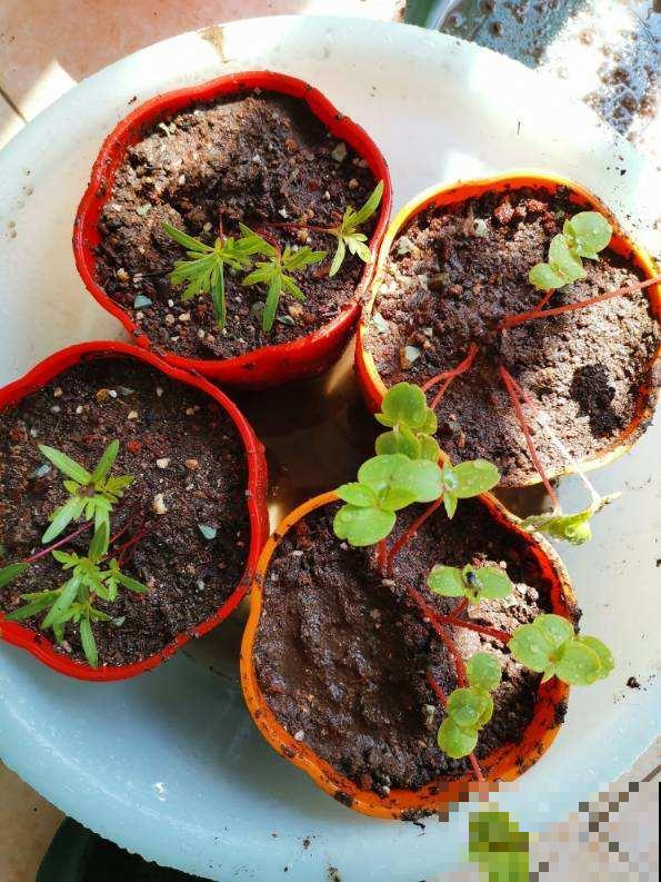 养花别花冤枉钱！配土很关键，4个方法省力又省钱