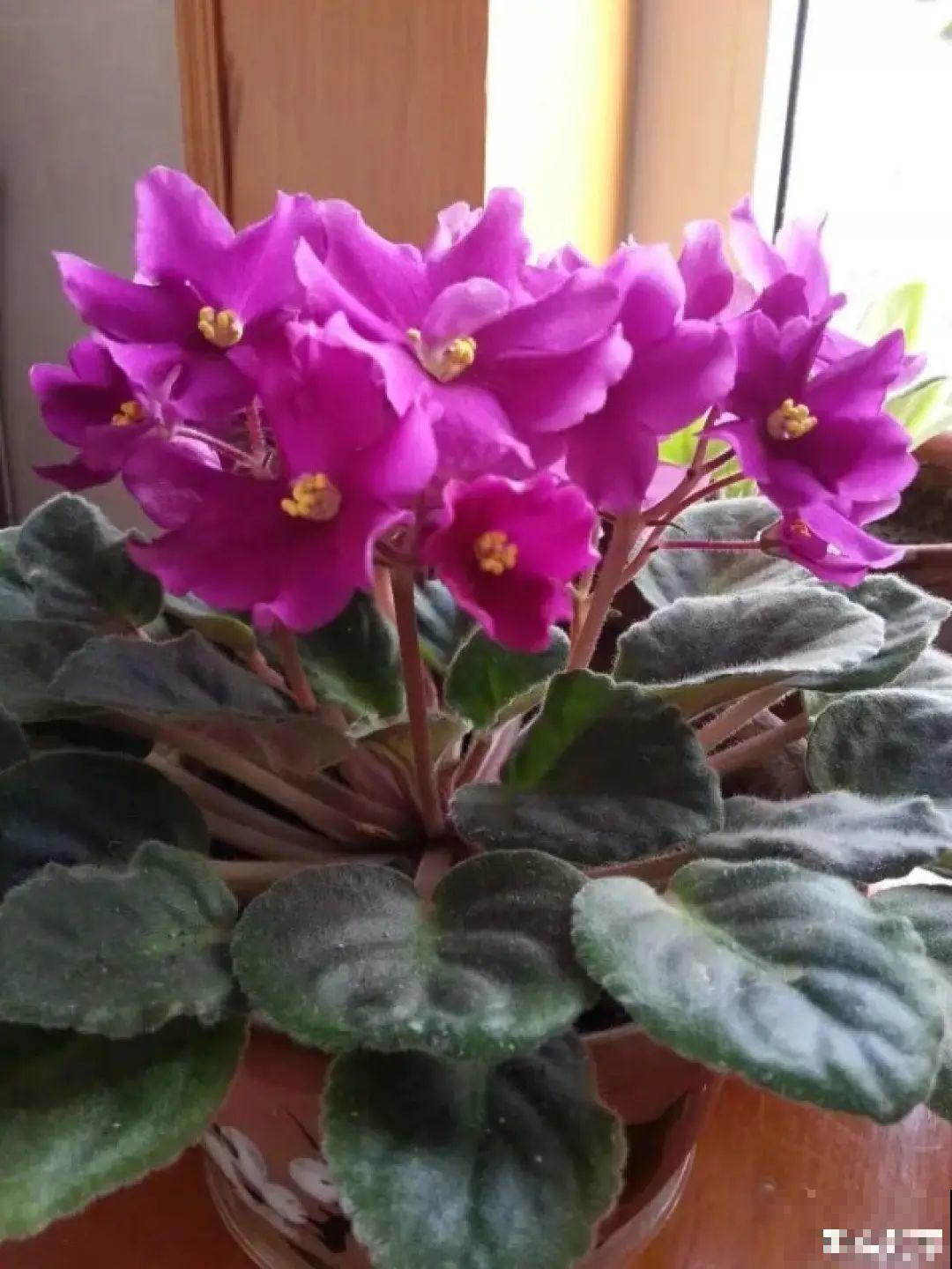 冬天6类花，叶片和花苞别喷水，一喷就烂了