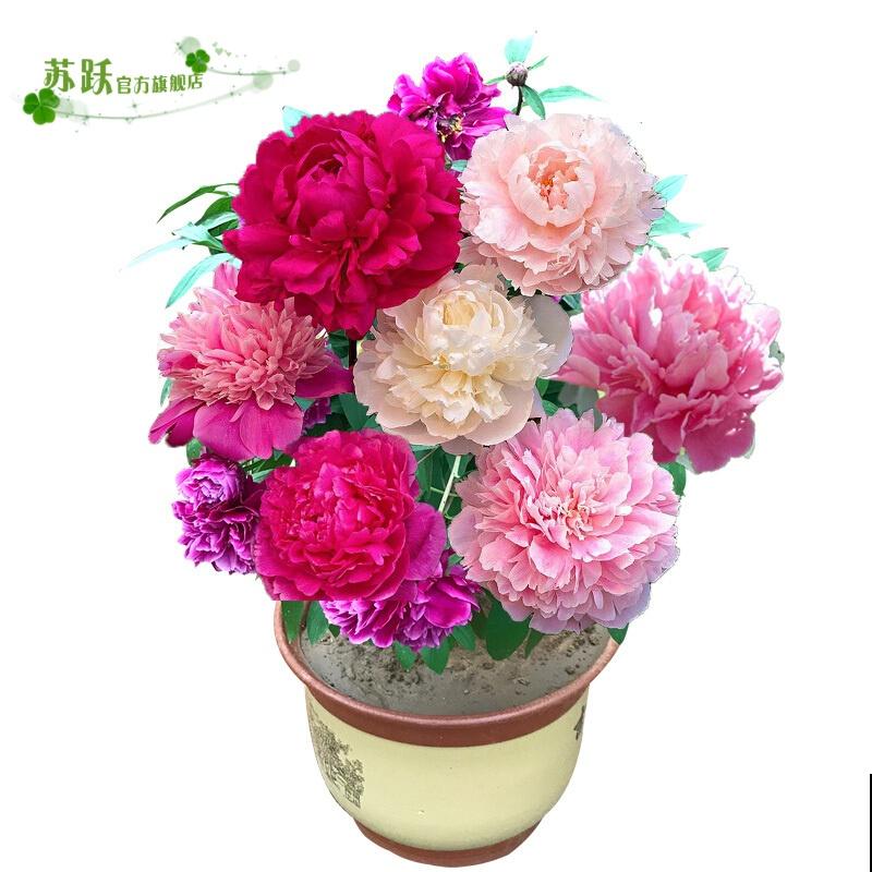 10℃即将到来,再不把花搬进屋,你的花都要死光了 10℃即将到来,再不把花搬进屋,你的花都要死光了