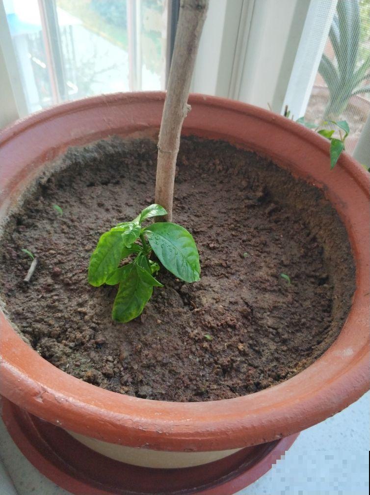 养花积水烂根怎么办？5个办法学起来，保根又促芽