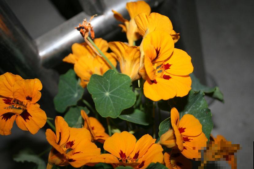 必养的5种“女人花”,女人养一盆风韵十足,还有添福增运好兆头 必养的5种“女人花”,女人养一盆风韵十足,还有添福增运好兆头