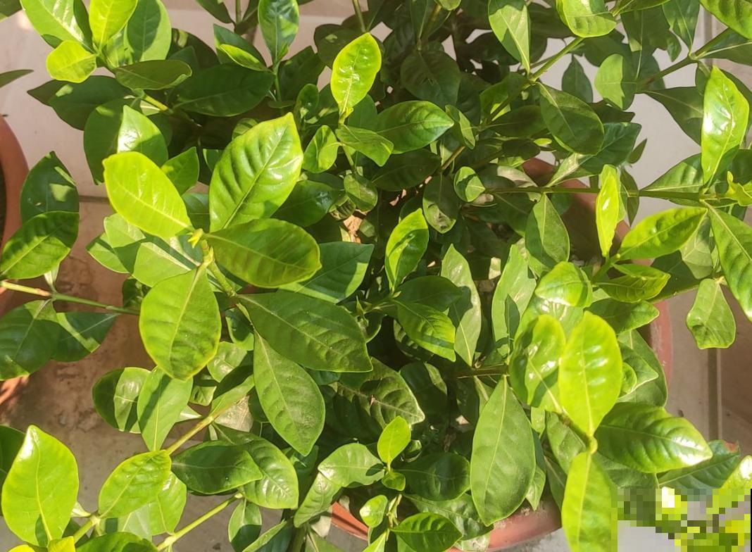 栀子花黄叶不用怕，学会4招解决问题，北方花友看过来