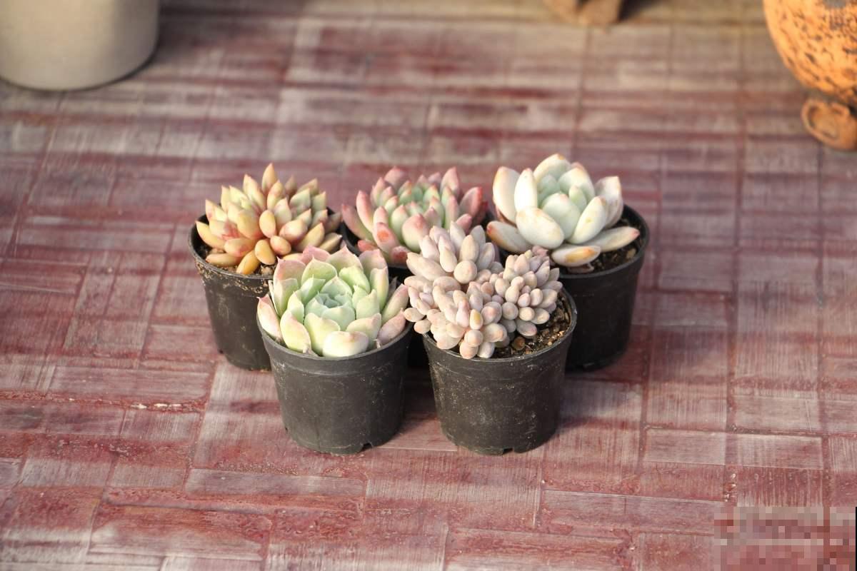 红彤彤的多肉，在阳台养都能随便出状态，主要抗冷又皮实