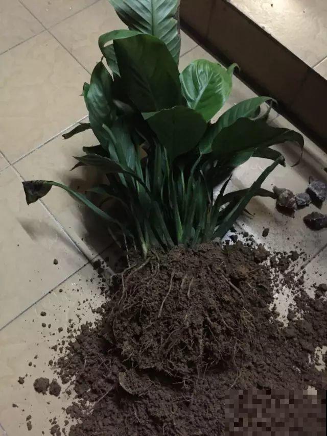 爱“生崽”的花,现在赶紧翻盆,一盆变多盆还能挣钱 爱“生崽”的花,现在赶紧翻盆,一盆变多盆还能挣钱