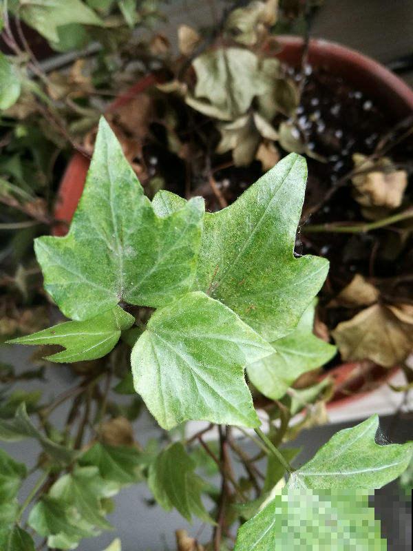 厨房油烟重就养5种绿植，净化空气效果好，还能揪一把炒菜吃