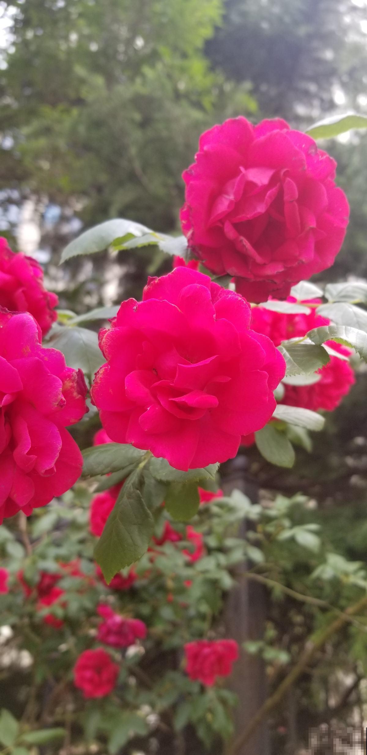 能把月季养好的人,都很有格局,这3种东西从来不小气 能把月季养好的人,都很有格局,这3种东西从来不小气