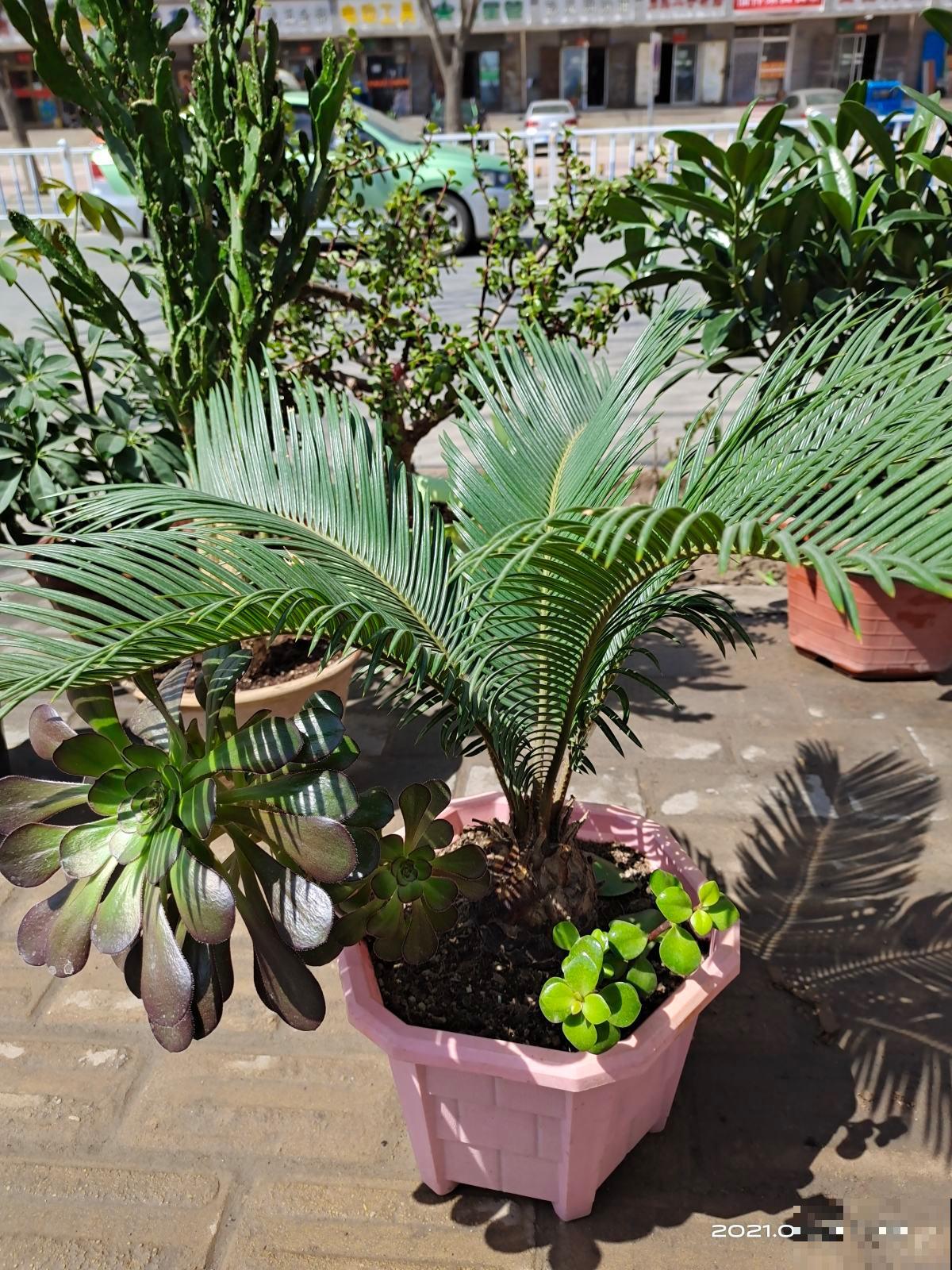 养花积水烂根怎么办？5个办法学起来，保根又促芽