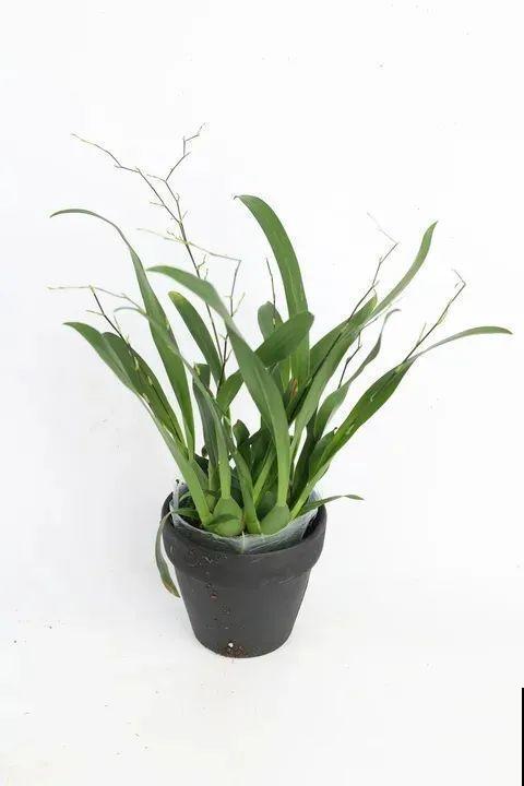 适合秋天养的文心兰,整个秋冬都开花,奶油香味十足 适合秋天养的文心兰,整个秋冬都开花,奶油香味十足