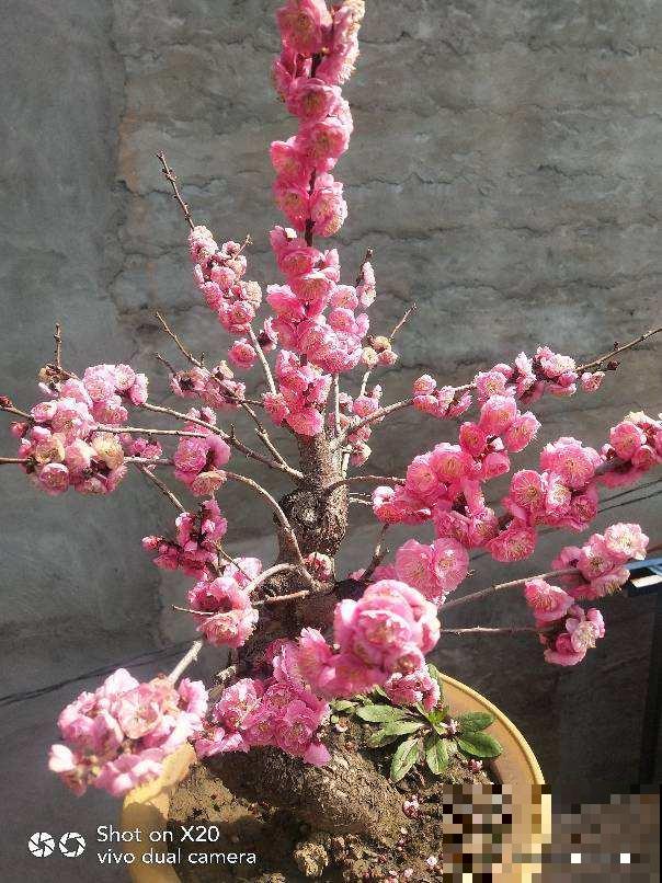 花卉中的“耐寒高手”，零下15度也能开花，东北地区也能养