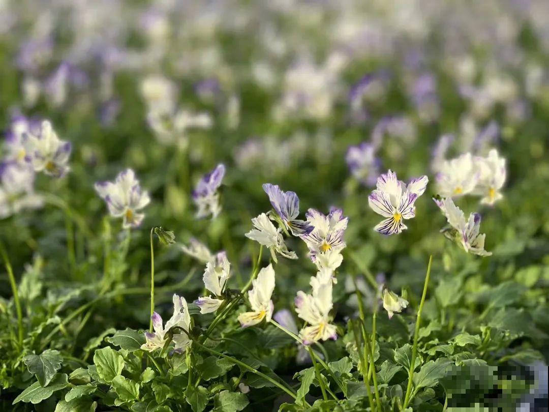 特耐寒的花，冬天照样能爆盆，颜值不输牡丹