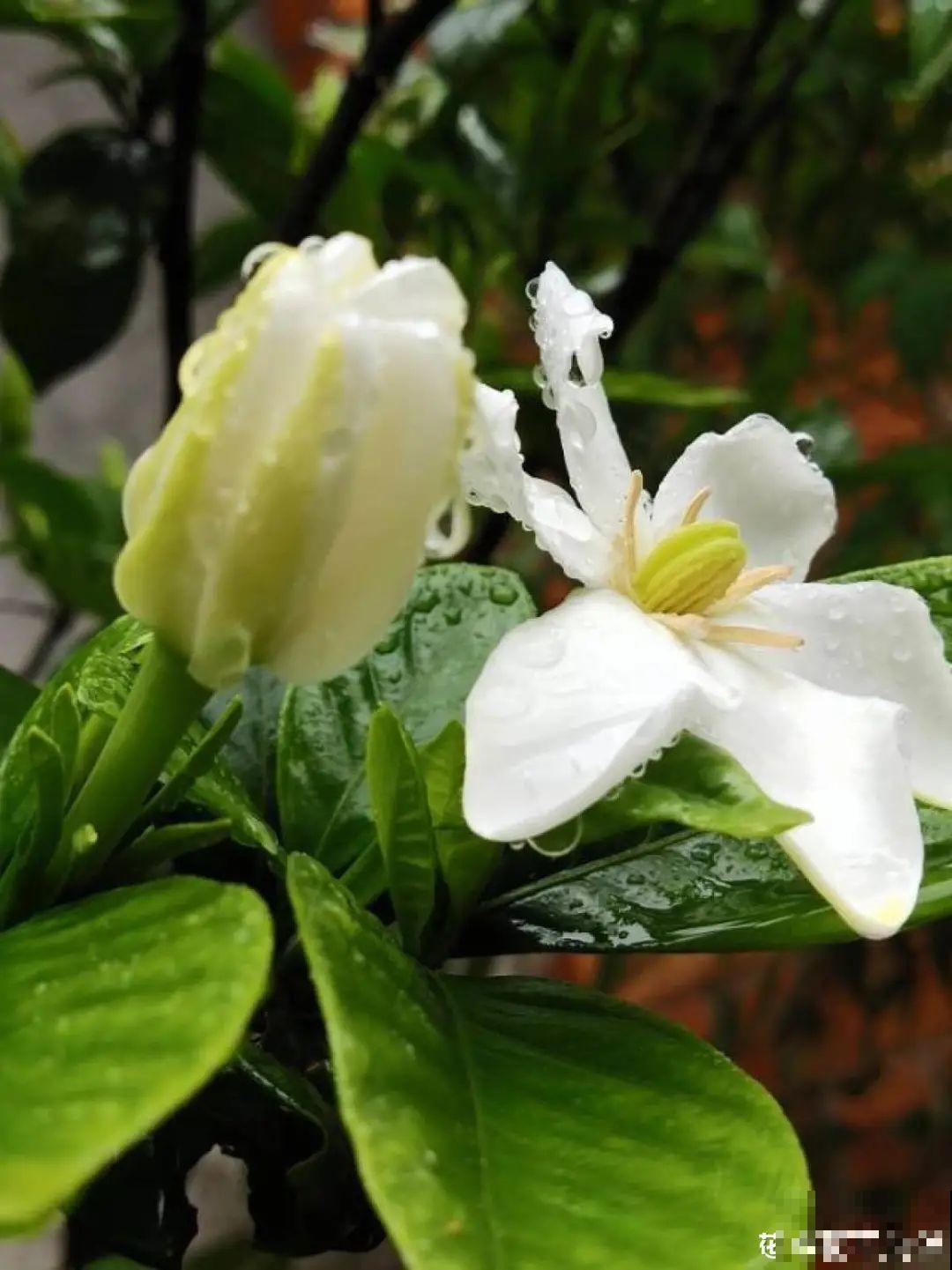 10种花冬天不能断水，勤浇水才能长得旺，叶子油亮有光泽