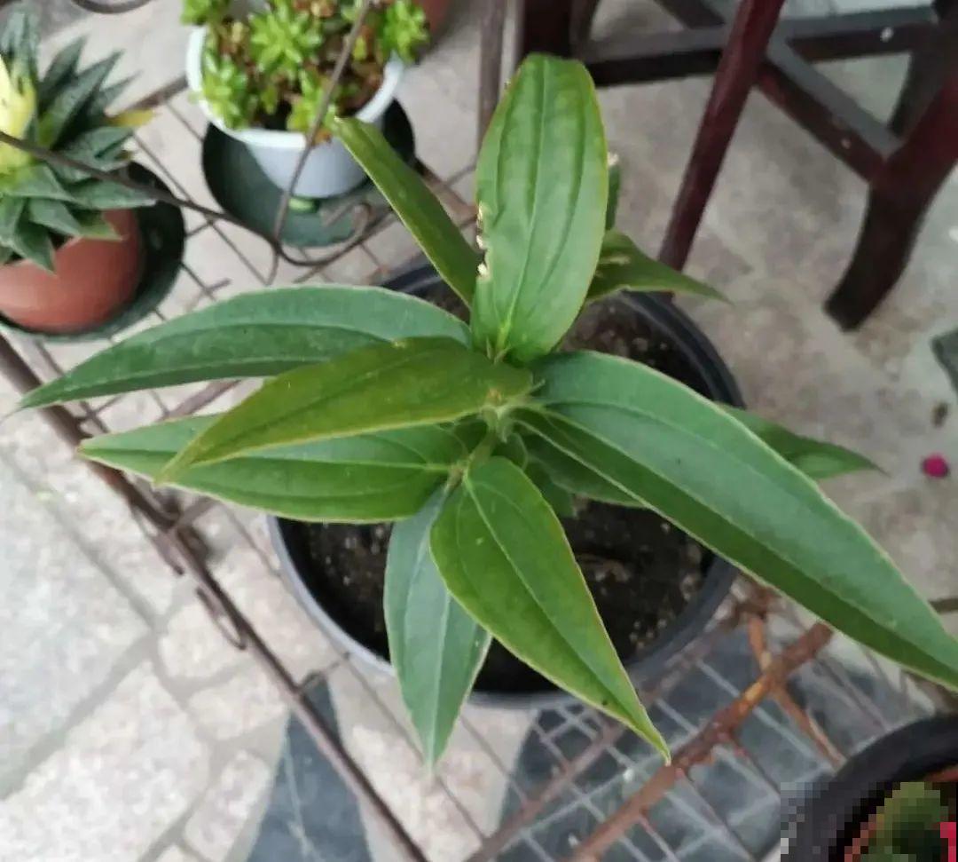 1种花叫“宝莲灯”，优雅大气富丽堂皇，妥妥的“镇店之宝”