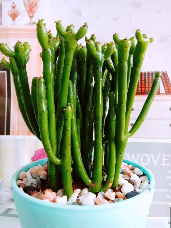 5种花，很常见，可尽量别养在家