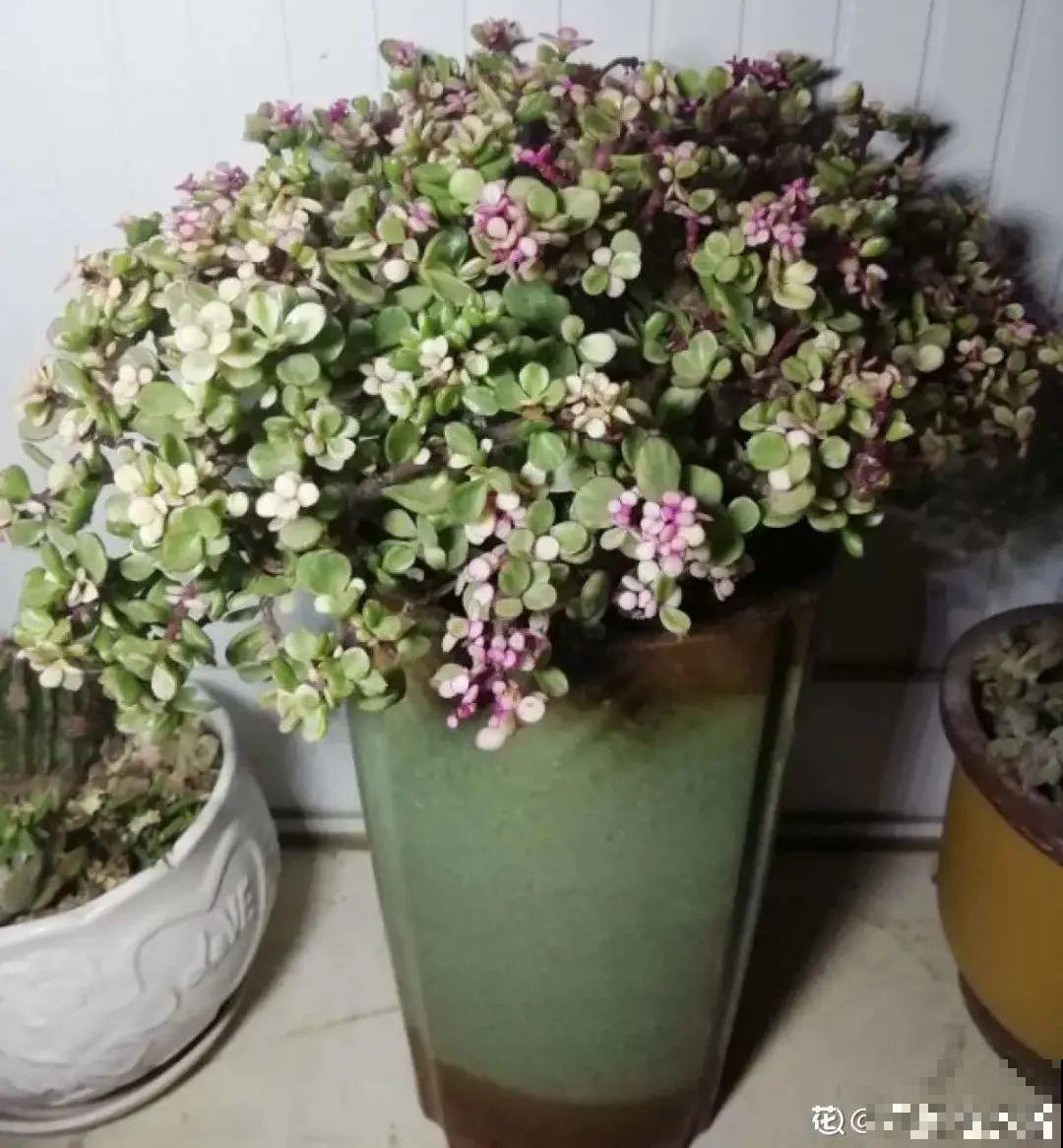 人养花，花也养人，家里养这10种花，越养越健康