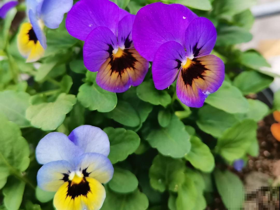 20种花，现在养正是开花好时候，再晚就过季了