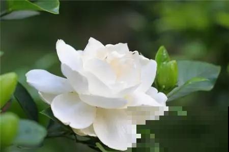 10种养生植物，老中医们的最爱，养护简单特养人