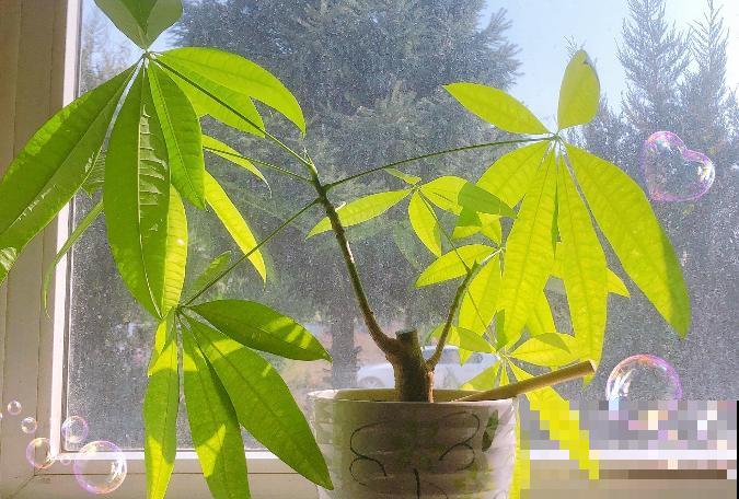 既能“招财运”，又健康的4种植物，适合新手养