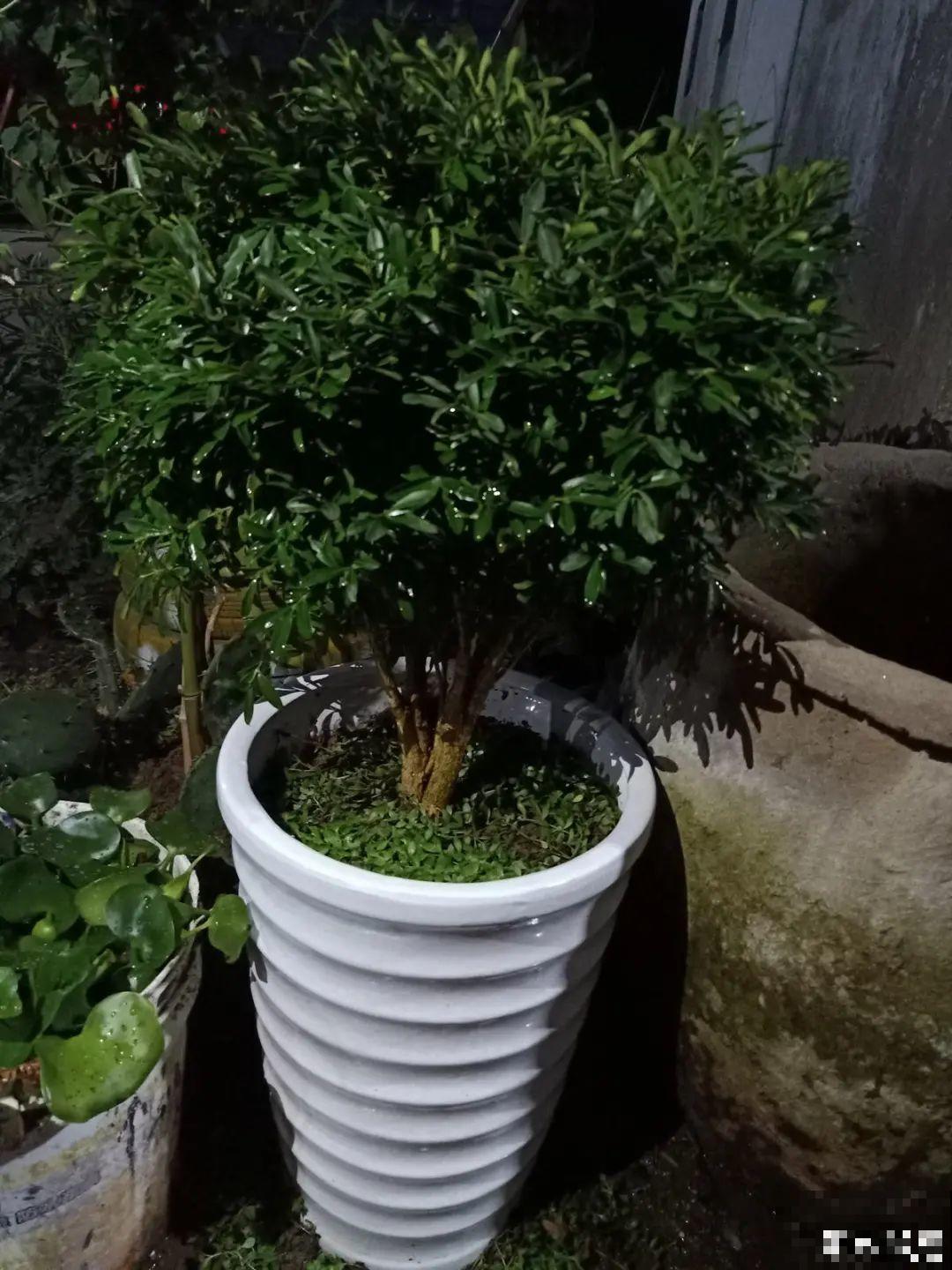 5种花盆,闷根又烂根,一养花就死掉 5种花盆,闷根又烂根,一养花就死掉