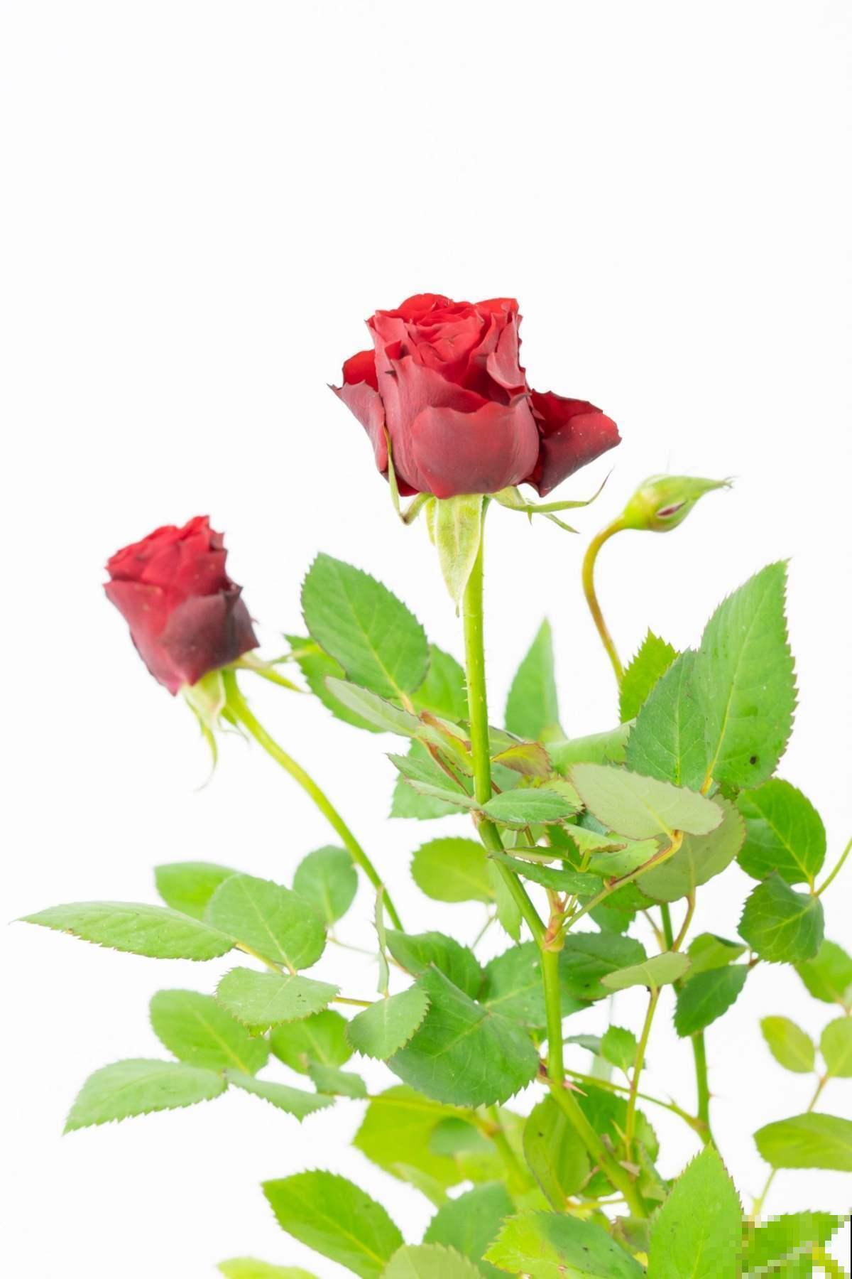 3种花引奇观,秋天一到,立刻爆开花 3种花引奇观,秋天一到,立刻爆开花