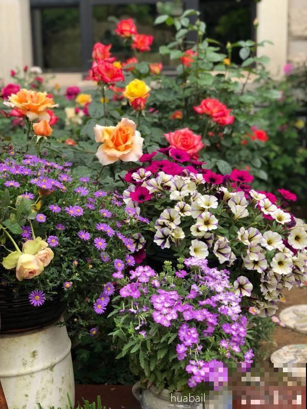 1种花是“开花机器”,全年都在开花,爆盆很容易 1种花是“开花机器”,全年都在开花,爆盆很容易