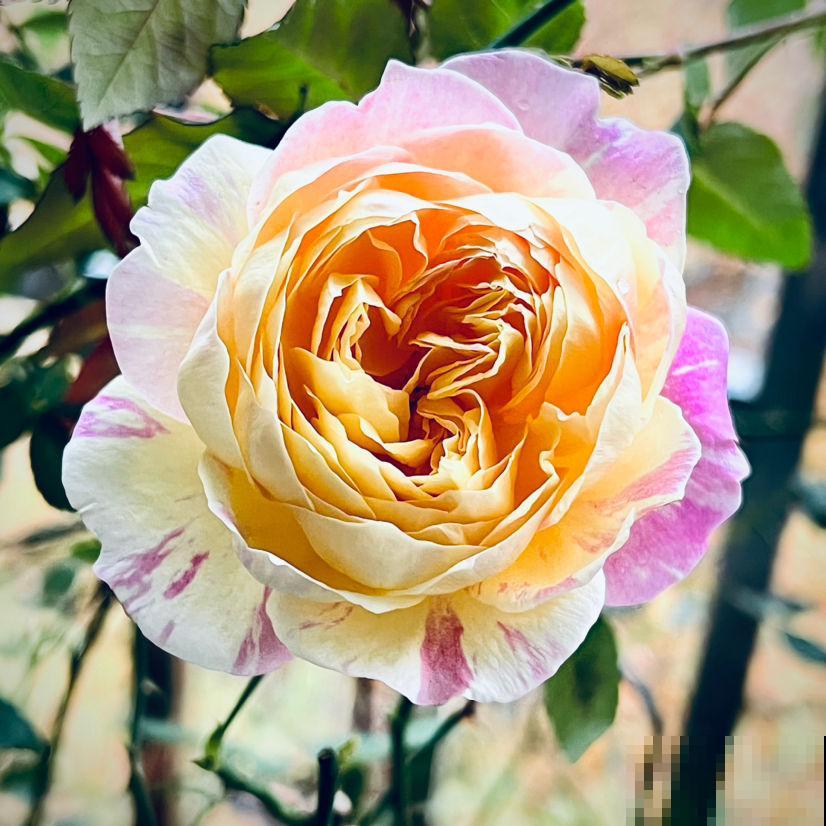 这5种人趁早放弃养花，白费时间和力气，天天净花冤枉钱