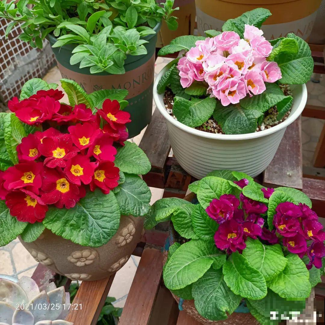 开花糖果色植物，个位数的价格就能买到，品种多，花期长