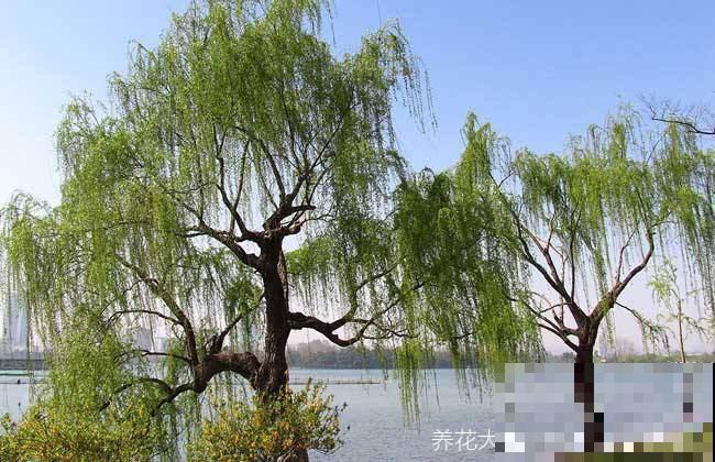 老花匠轻易不说的养根窍门，柳根泡水加“小秘方”，比营养液管用