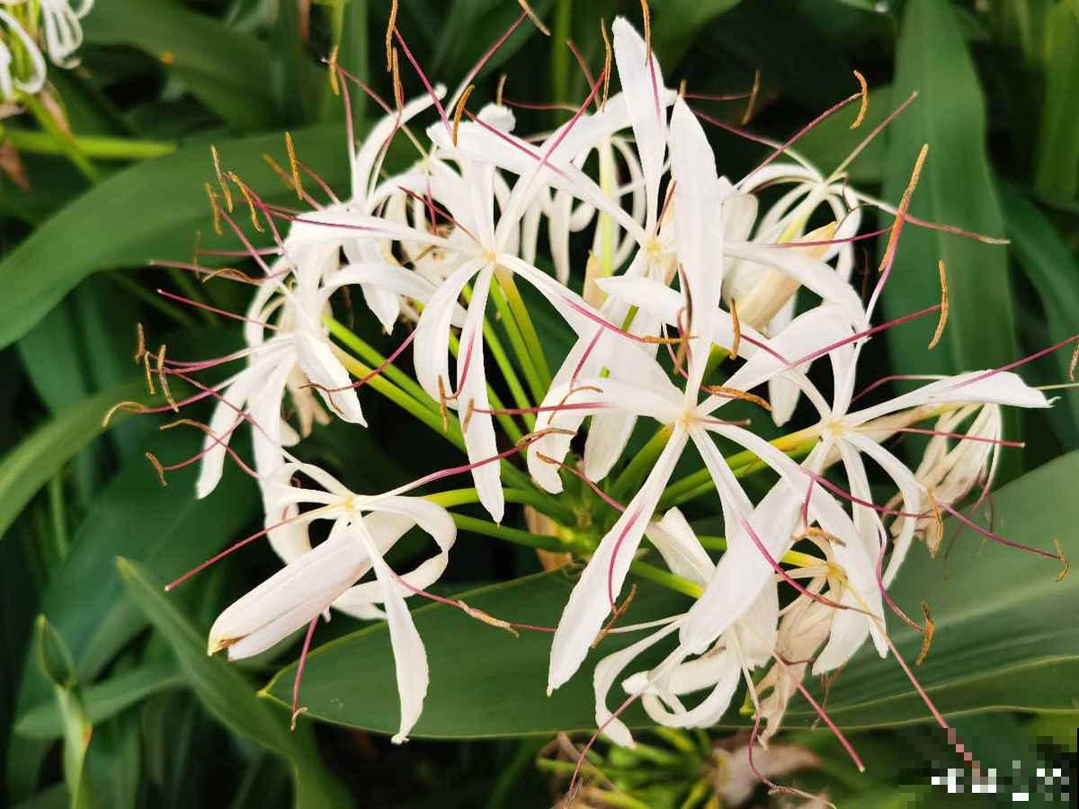 30种观叶植物,能观赏也净化空气,总有一种你养过 30种观叶植物,能观赏也净化空气,总有一种你养过