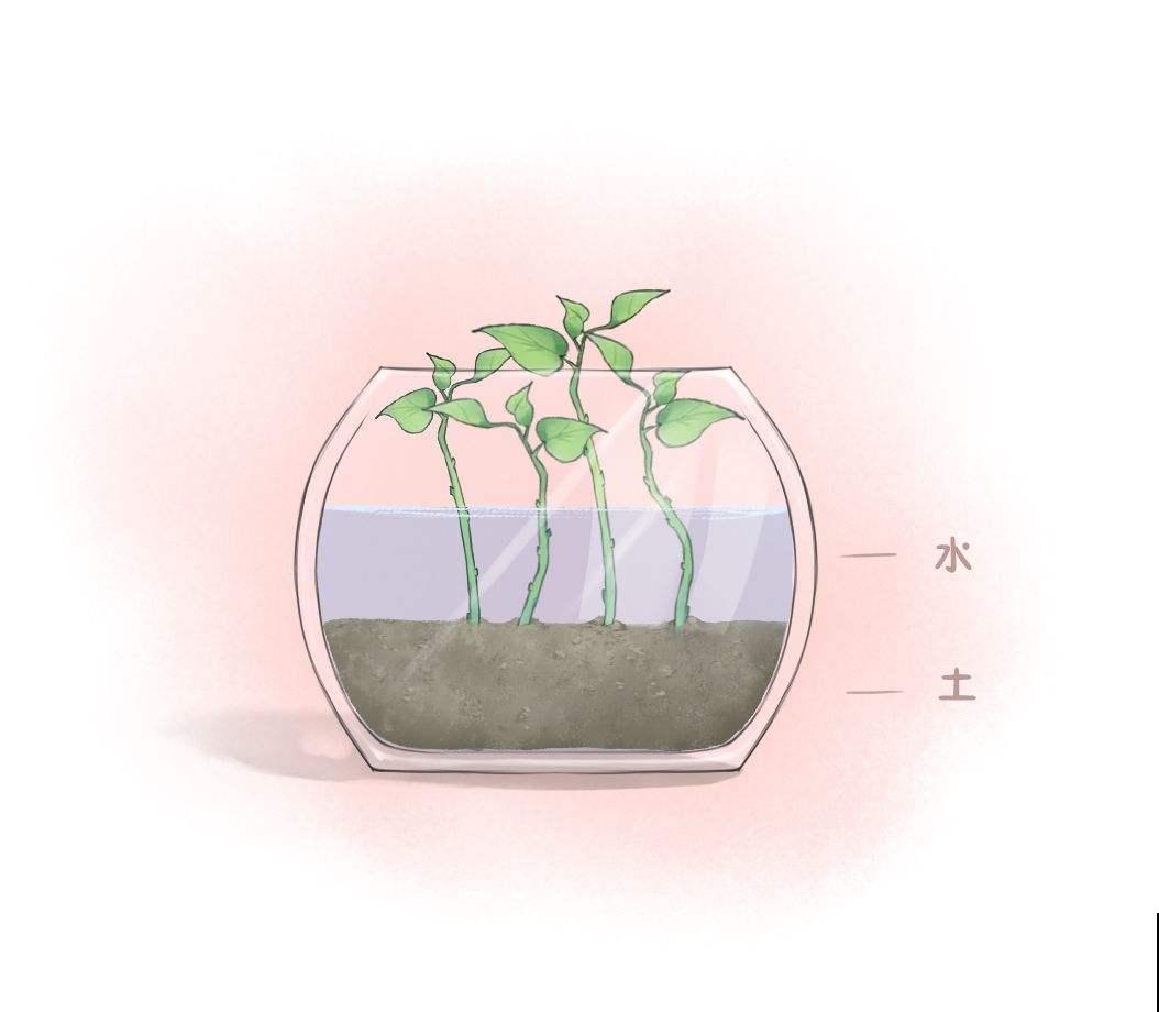 大火的“磷酸二氢钾”，养护要记住8个小秘密，不然植物不开花