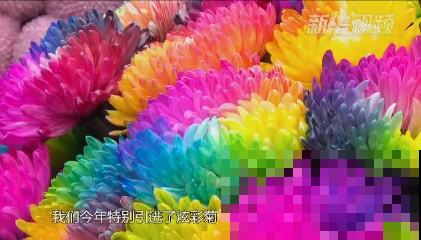 一盆菊花一万二，能开出七个颜色，真是少见