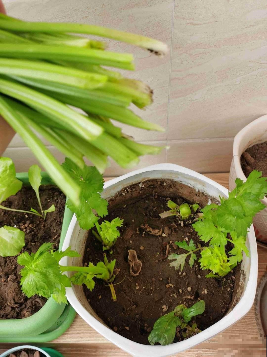 天气一凉，吃这6种蔬果特养人，关键是在家也能种