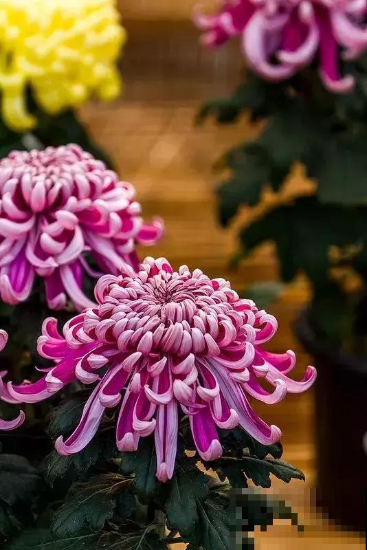 羡慕有个院子能养花？不仅身累还心累，真正经历了才知道一地鸡毛