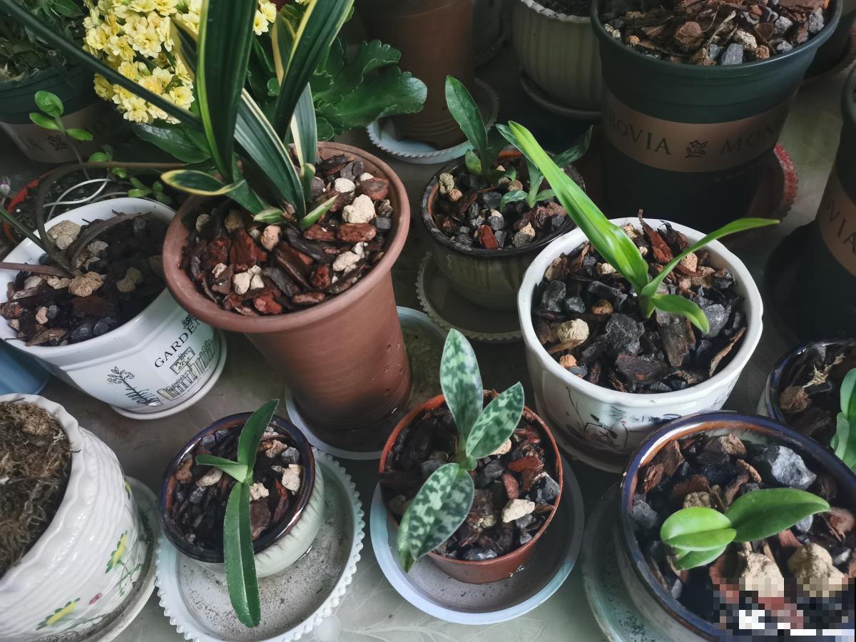 养花离不开施肥，5种常见肥，用对了效果翻倍