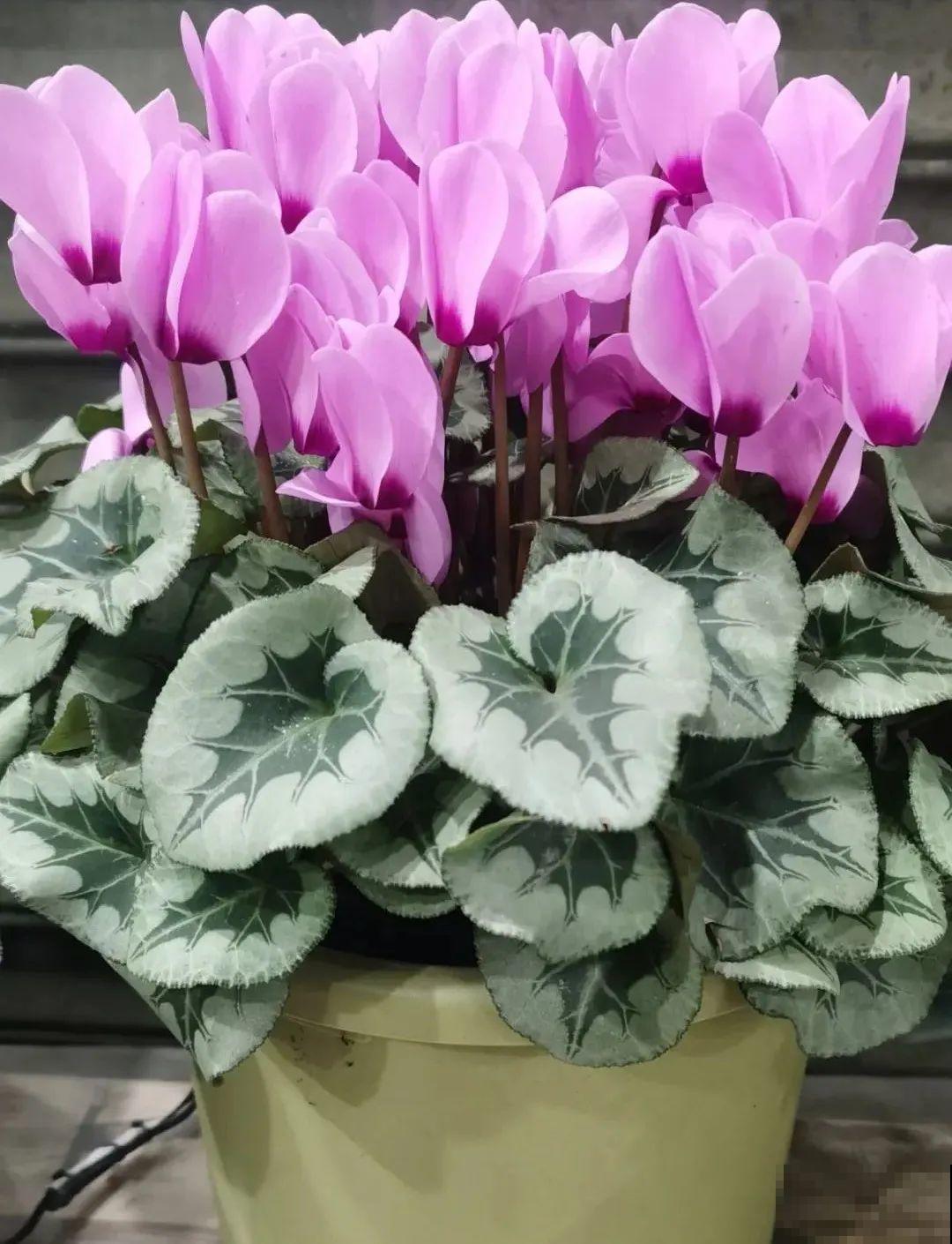 买茶花也要注意“坑”，注意5要点，叶子挺立有精神