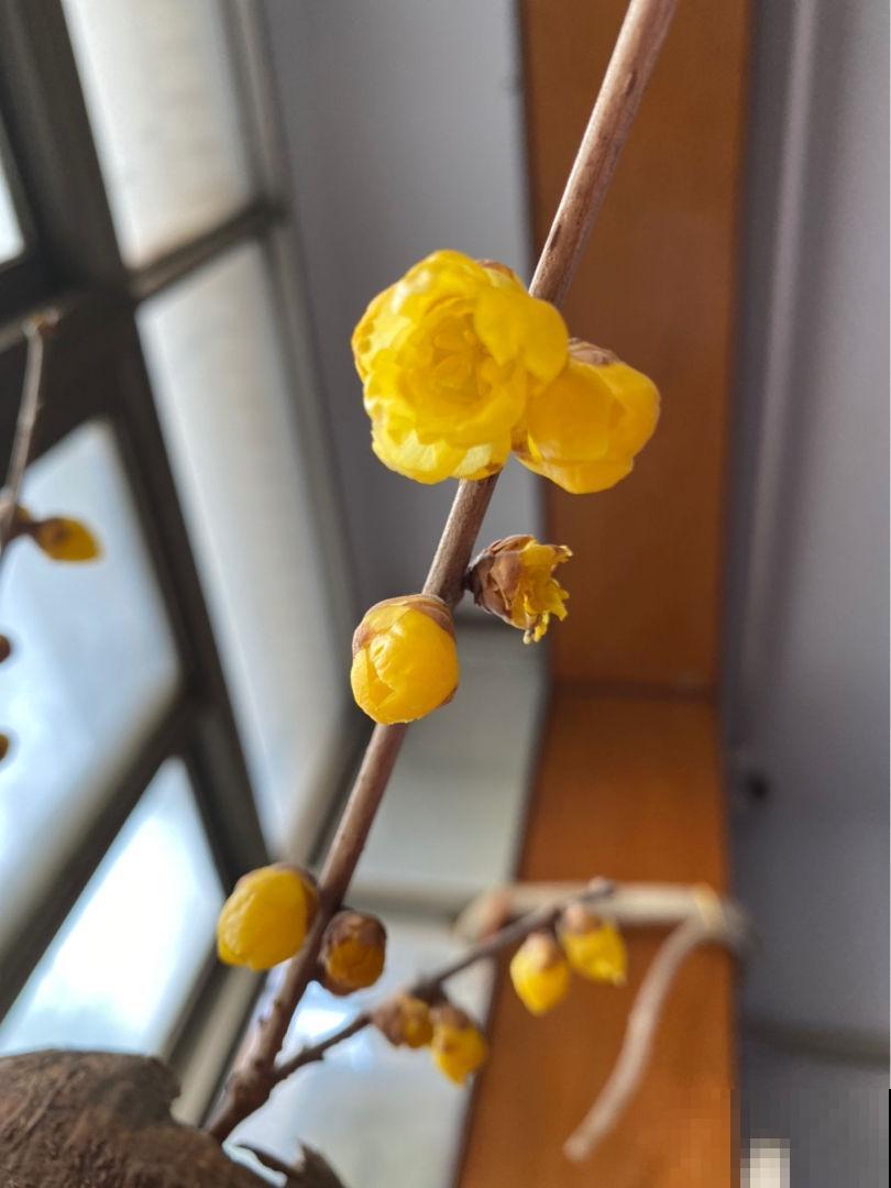 有气质的人都爱养的花,零下15度照样开花,花朵美艳动人 有气质的人都爱养的花,零下15度照样开花,花朵美艳动人