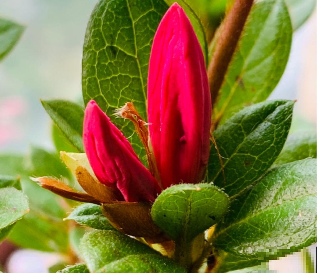 9种花,冬天狠心剪一刀,剪对了明年妥妥爆花 9种花,冬天狠心剪一刀,剪对了明年妥妥爆花