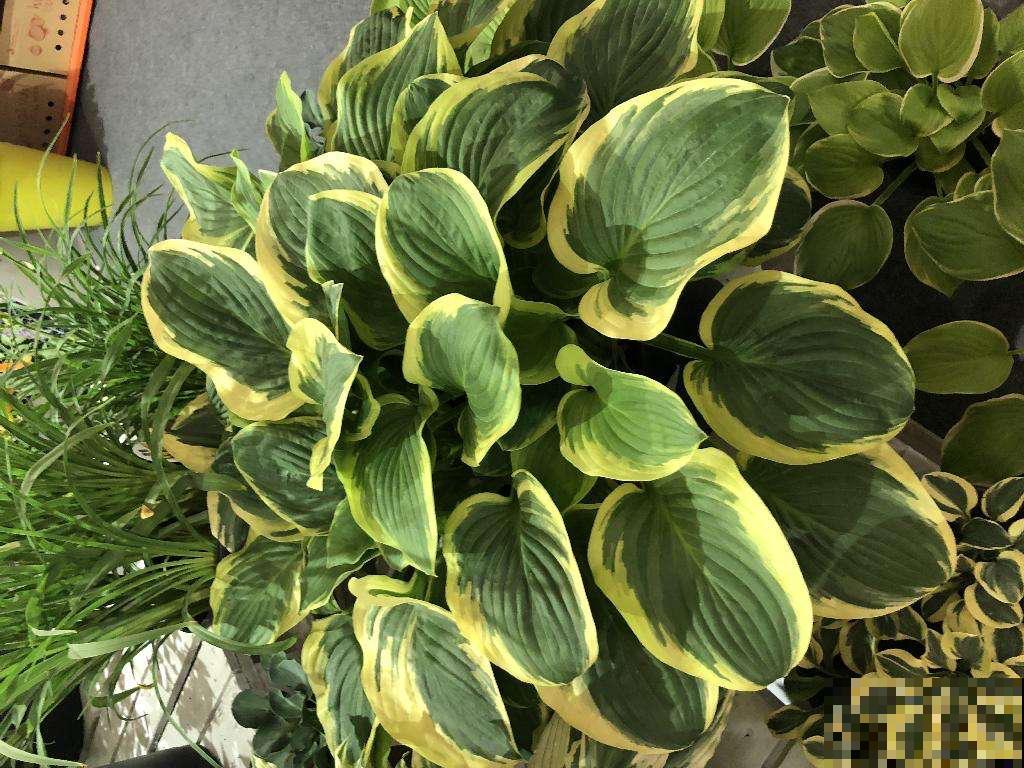 5种花，阴凉处也能养，长得照样好